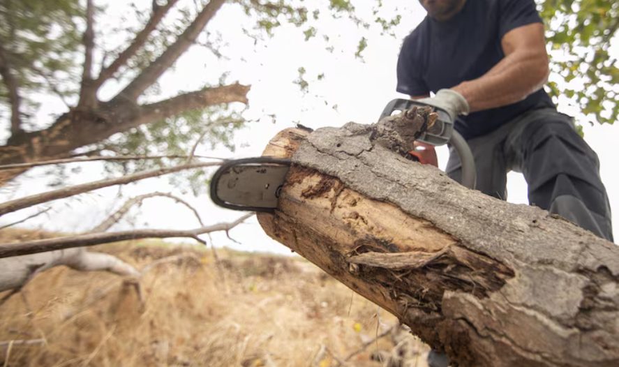 Illustrated professional tree removal in High Point, NC